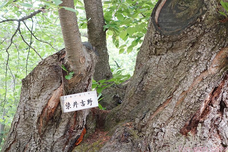 hirosakijyou(7)