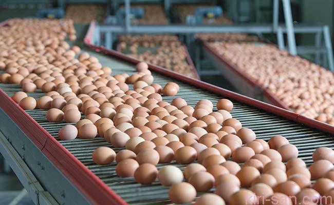 eggs-feb-2016